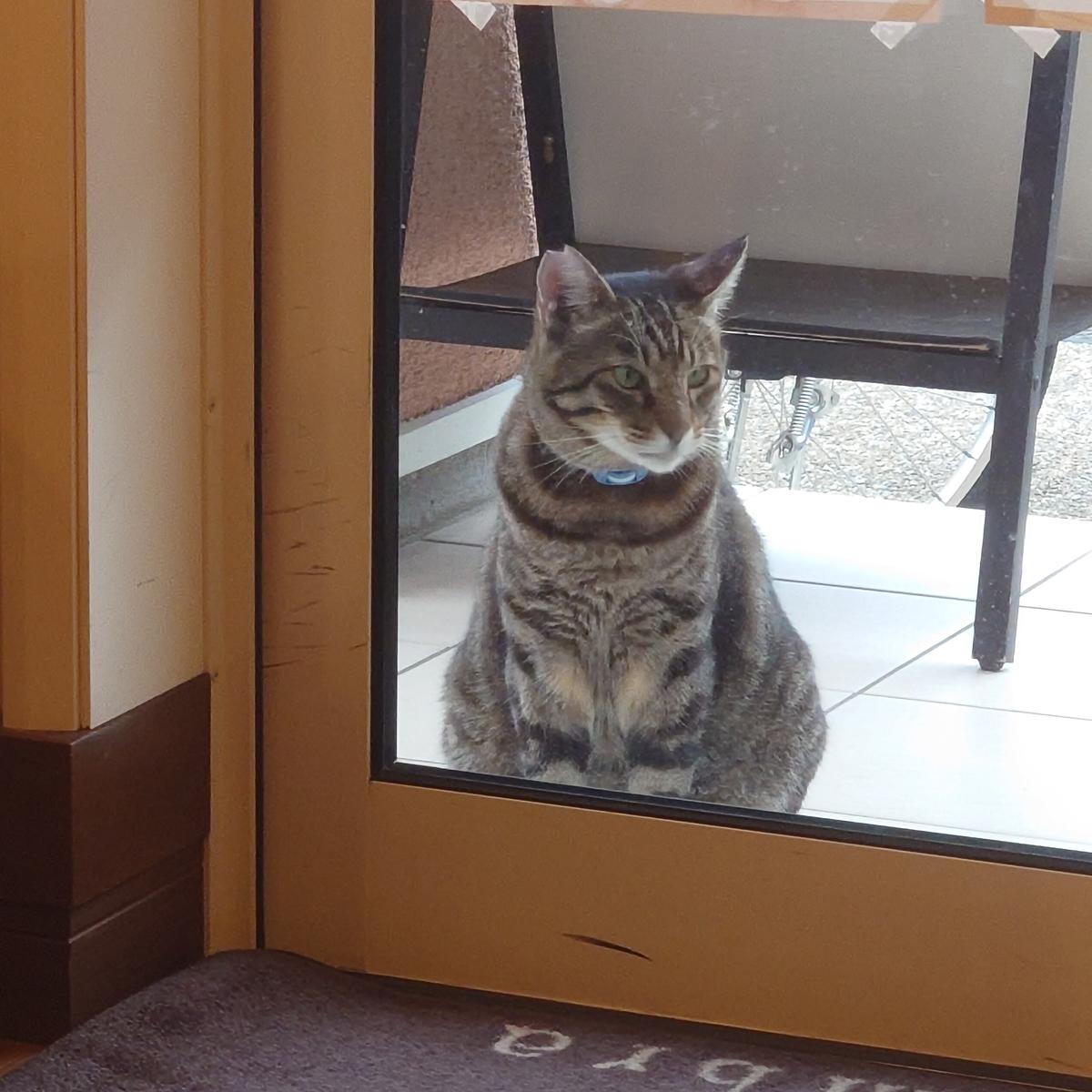 外から見つめてくる看板猫ちゃん