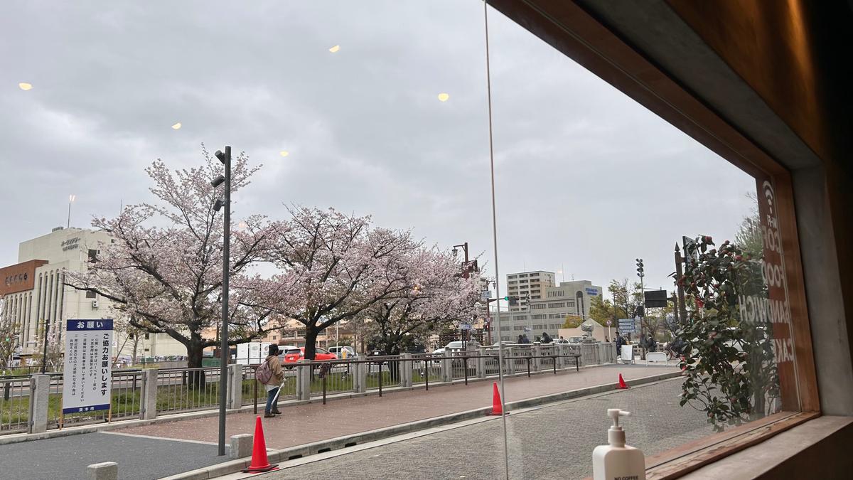 もう少し早く来たら満開だったかな~